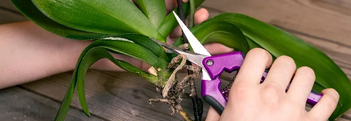 Hände schneiden Orchideenwurzeln